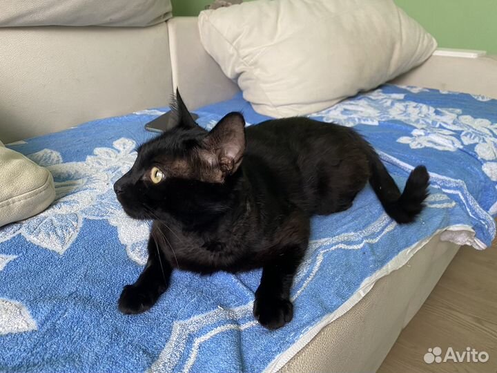 Кошка в дар в добрые руки