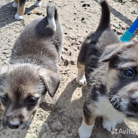 Щенки