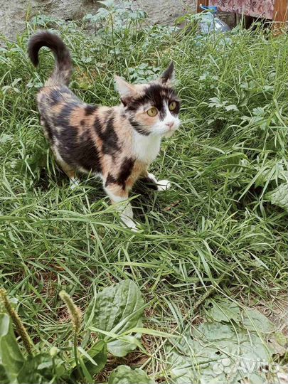 Кошечка в добрые руки