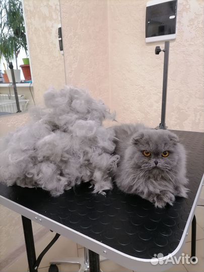 Стрижки кошек и собачек