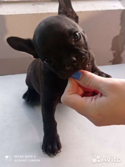 Французский бульдог щенки девочка