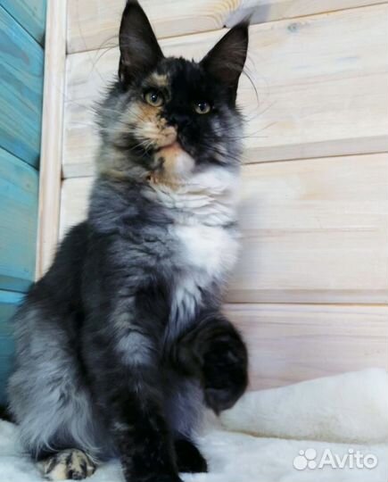 Мейн-кун в добрые руки