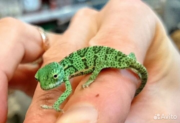 Хамелеоны Йеменские самцы и самки