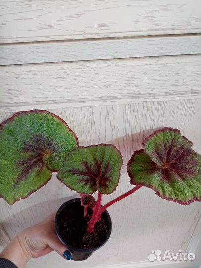 Бегонии декоративнолистные