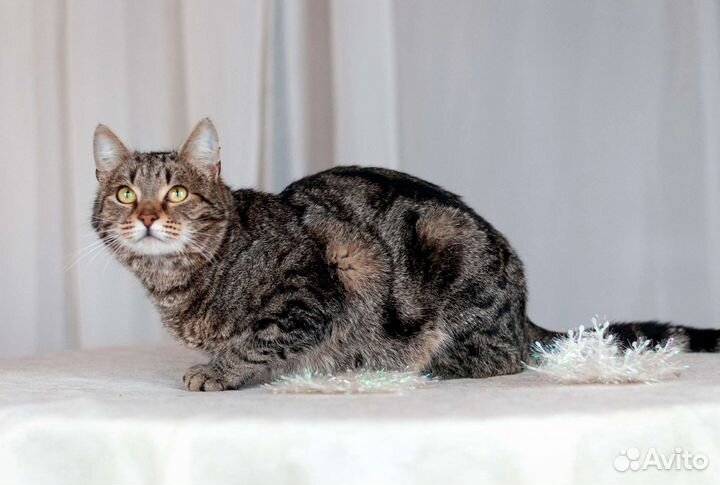 Магнус - кот с магнетическим взглядом