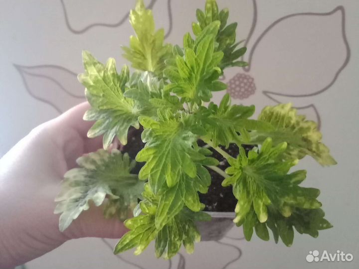 Колеусы