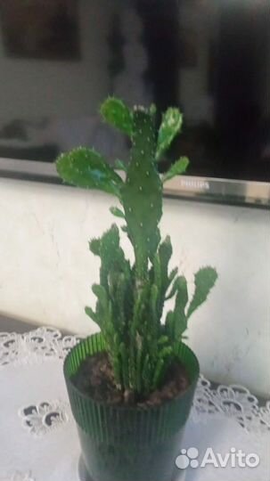 Кактус молочай