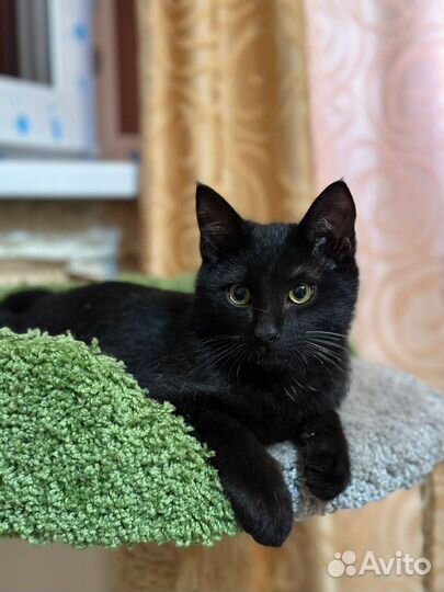 Кошки в добрые руки