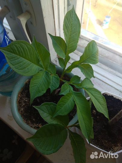 Комнатный цветок - Пальма аморфофаллус многолетний