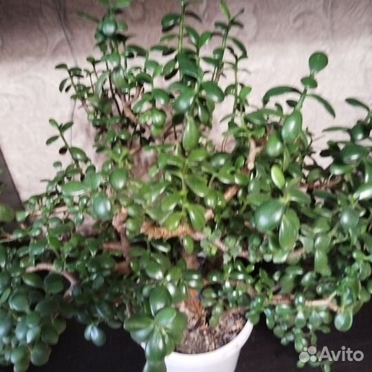 Денежное дерево Толстянка