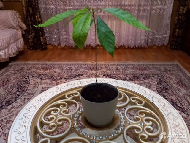 Цвиток авокадо