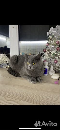 Шотландская кошка