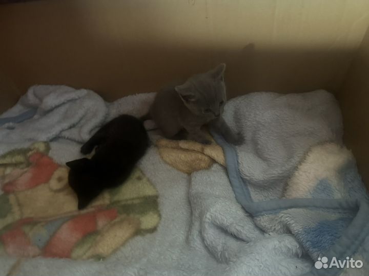 Британская