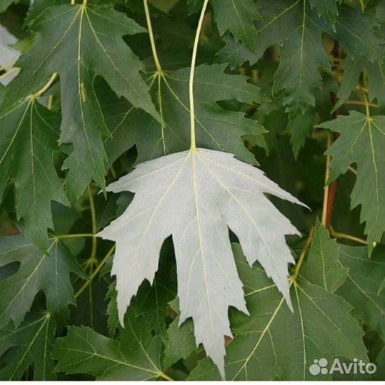 Клён сахаристый (серебристый)