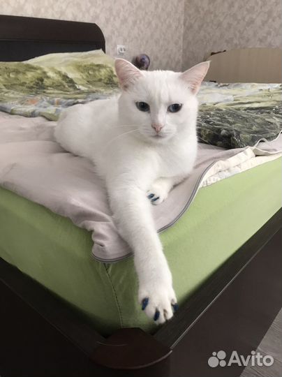 Кошка в добрые руки