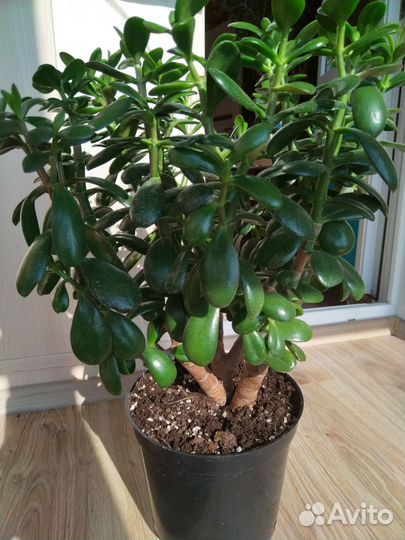 Крассула толстянка денежное дерево