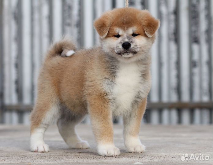 Щенки Акита и Сиба-Ину