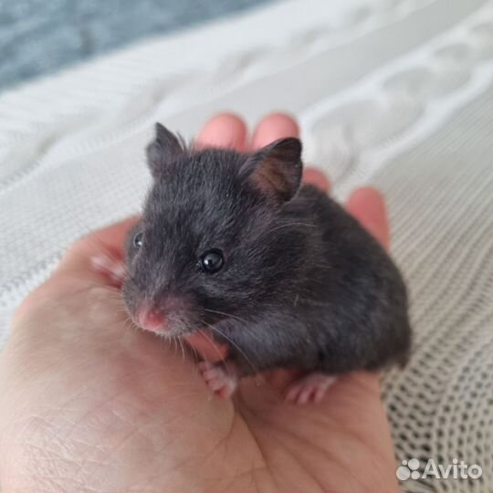 Ласковые ангорские и сирийские хомячки