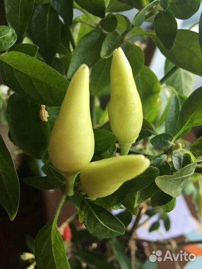 Перец декоративный Огонек. Рассада