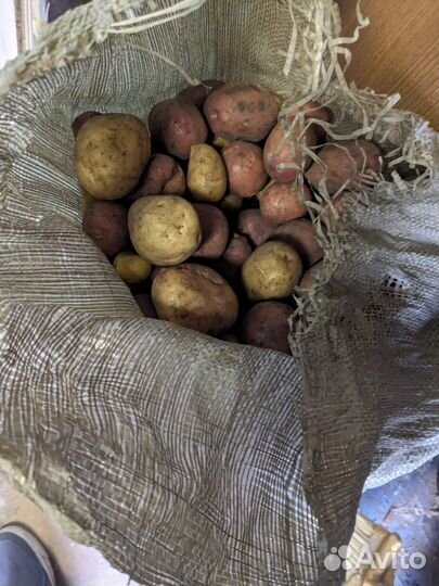 Картофель для животных