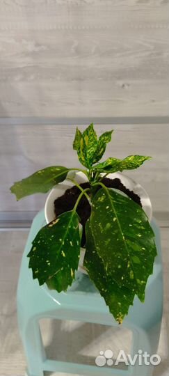 Аукуба японская