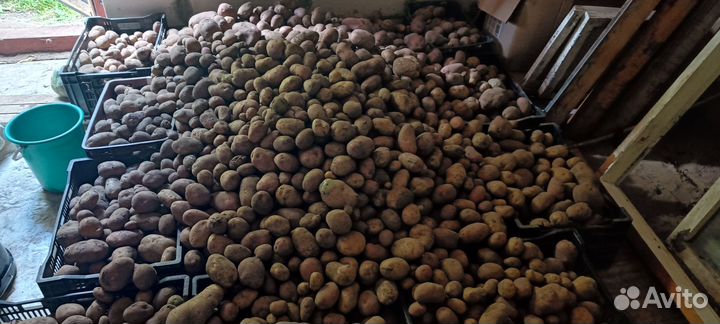 Картофель домашний, отборный без химии