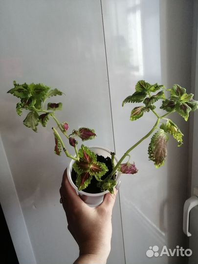 Колеусы сортовые