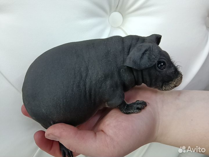 Бронь Морская свинка самка скинни доставка