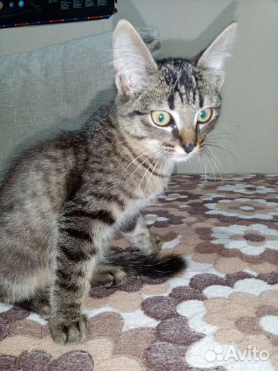 Котёнок мальчик