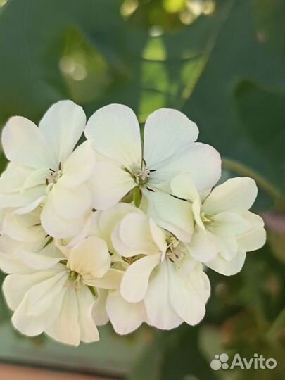 Герань пеларгония желтая и др