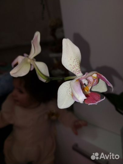 Орхидея фаленопсис Майя- трилипс