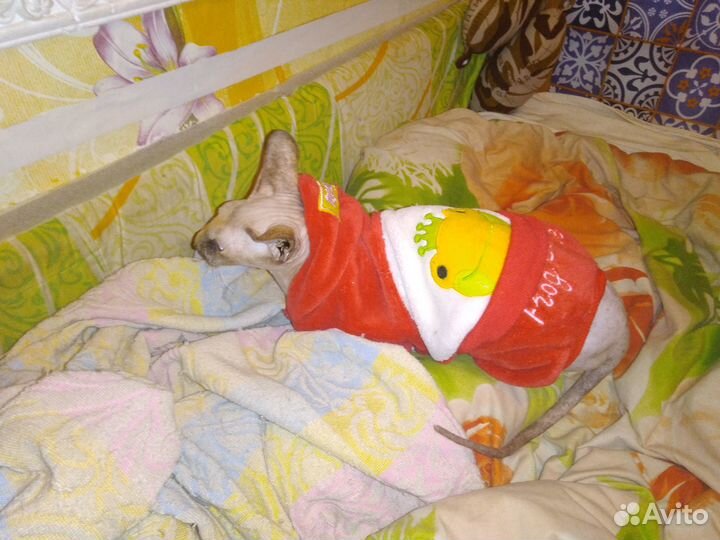 Передержка для кошек и стерилизованных котов