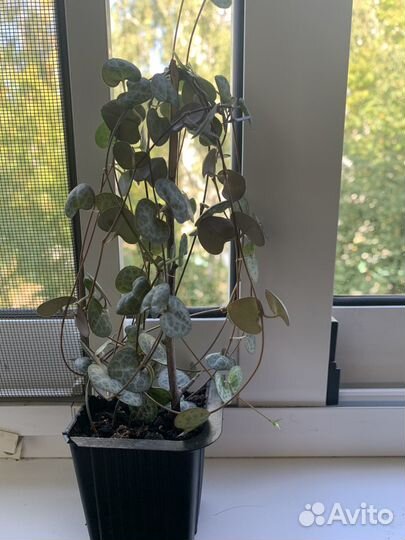 Циропегия вуда