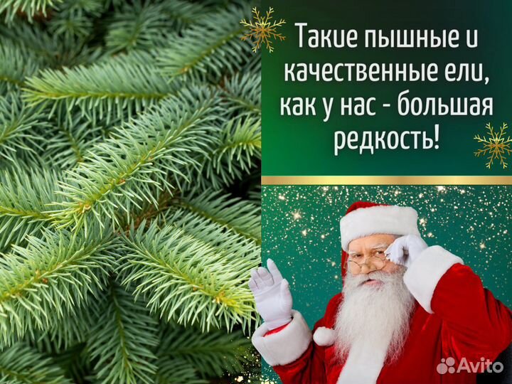 Живые елки оптом Ели оптом от производителя