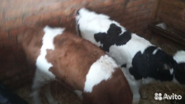 Телята для откорма