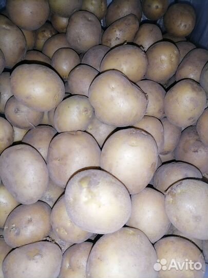 Картофель
