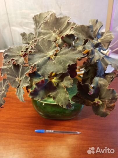 Бегонии мамба черная,тигровая,королевская