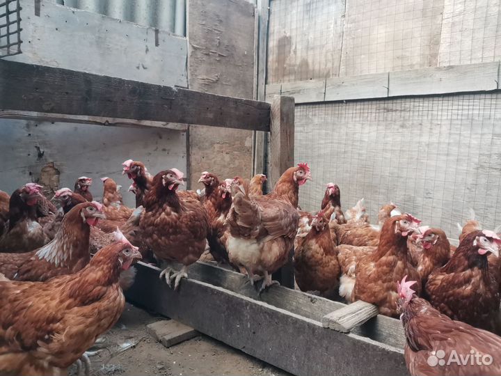 Куры несушки