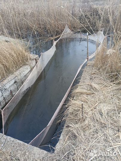 Рыбопосадочный материал