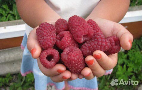 Саженцы ремонтантной красной малины, желтой малины