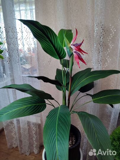 Стрелиция королевская