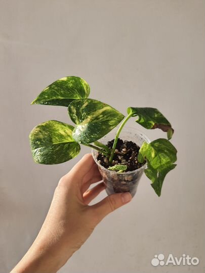 Домашние растения