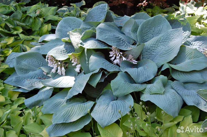 Хоста гибридная 