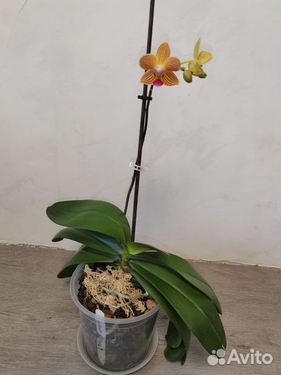 Phal. Golden staff