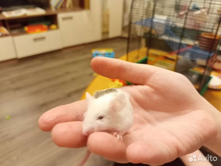 Декоративные мыши