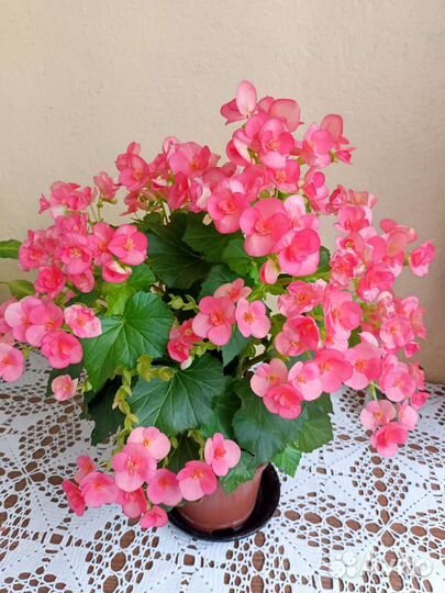 Бегония элатиор