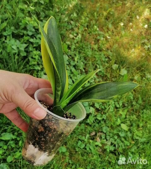 Сансевиерия сортовая 2