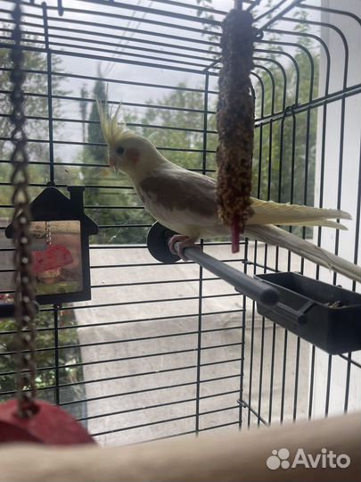 Попугай корелла с клеткой