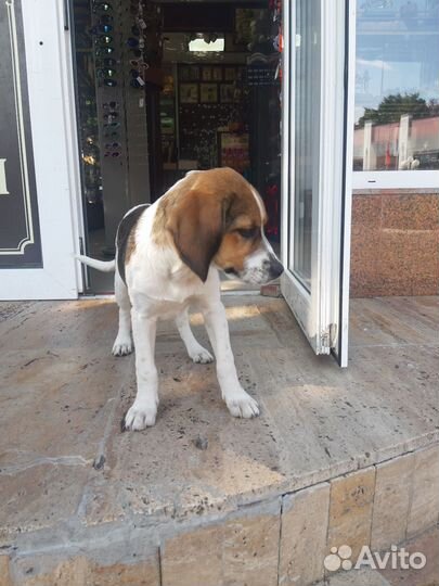 Бигль помесь