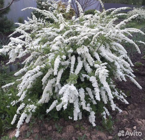 Спирея Album blum